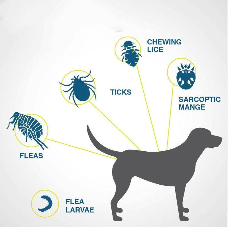 FleaFree™ Shield Collar – Long-lasting flea & tick protection